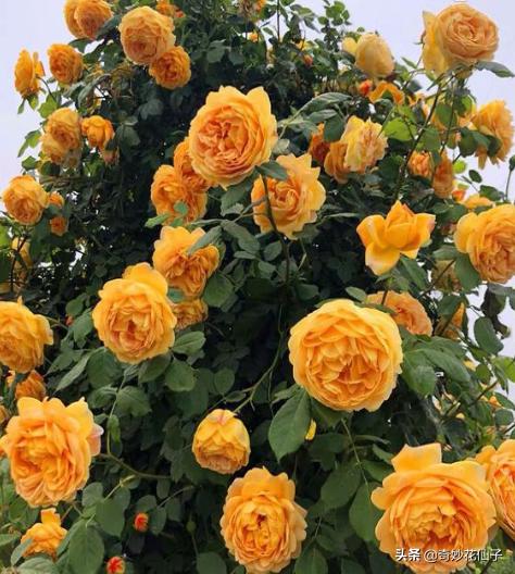 给大家推荐几款皮实好养的月季,好养不生病的月季有哪些品种