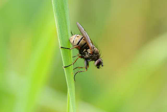 乡村那些年，我曾养过两只刺猬，却接连神秘消失……
