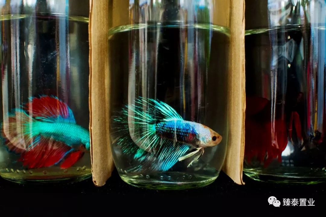 暹罗斗鱼——色与美的战舞