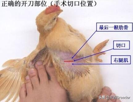 小母鸡阉鸡技术全过程,小母鸡做白斩鸡