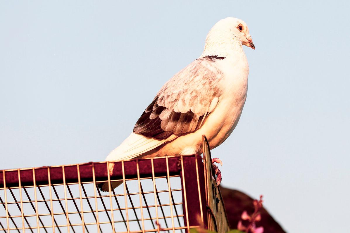 怎么养鸽子才不会飞走最简单,鸽子怎么养不飞走呢