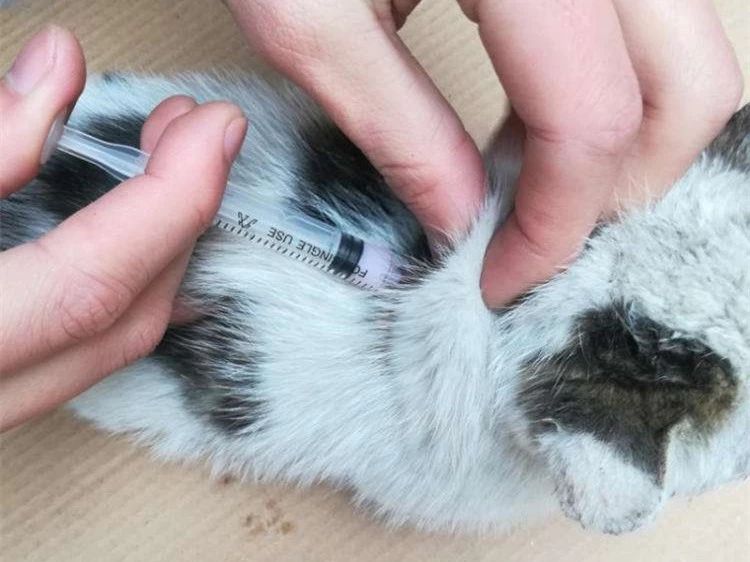 猫咪疫苗去宠物医院打靠谱吗,打疫苗辟谣