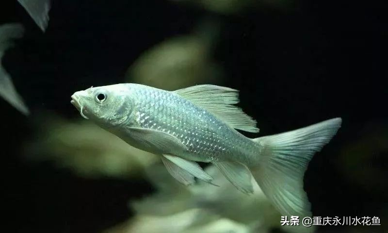 普身蝴蝶鲤和龙凤锦鲤的区别,龙凤锦鲤和蝴蝶锦鲤哪个更贵