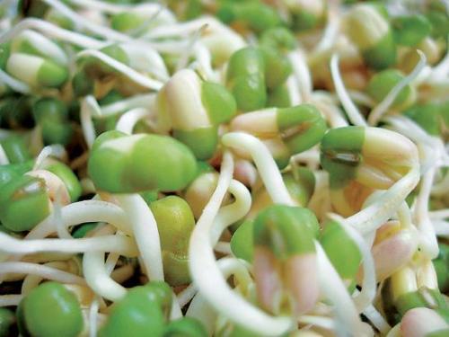 豆芽不用买,豆芽菜不带芽能不能吃