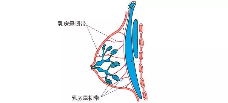 运动内衣预防下垂,胸大显小内衣推荐店铺防下垂