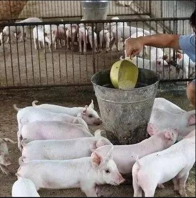 养猪生病怎么用药,养猪人病了用什么药打