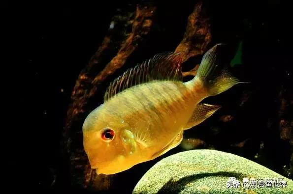 食土鲷一般多大尺寸,食土鲷哪个品种小一点