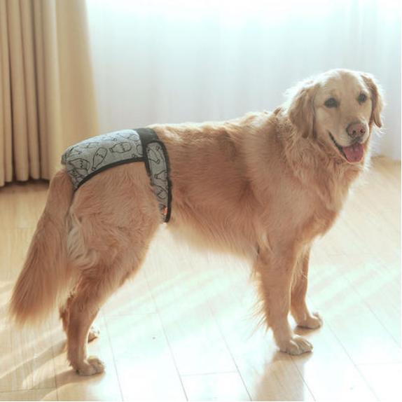 当汪星人来了“大姨妈”新手铲屎官该如何破解这难题