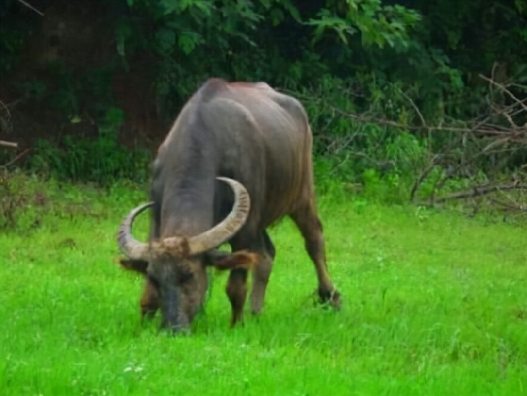 第一集《出生篇之1985年的牛》都说这一年出生的都是苦命累命拼命