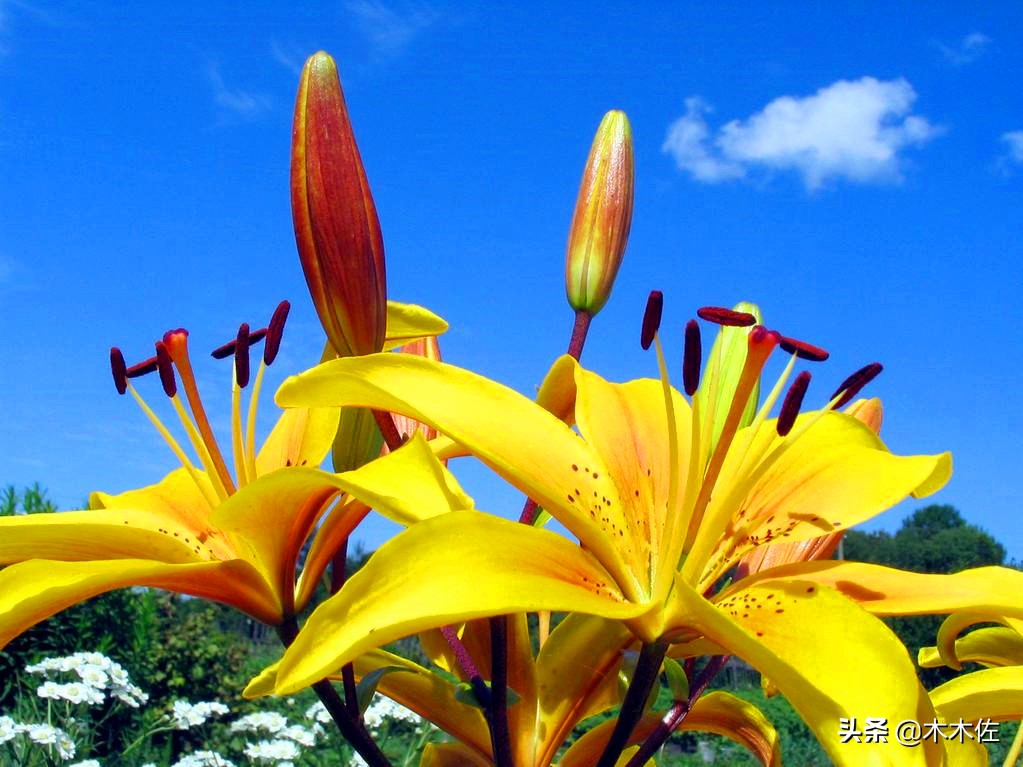 百合花公司简介,百合花简介300字