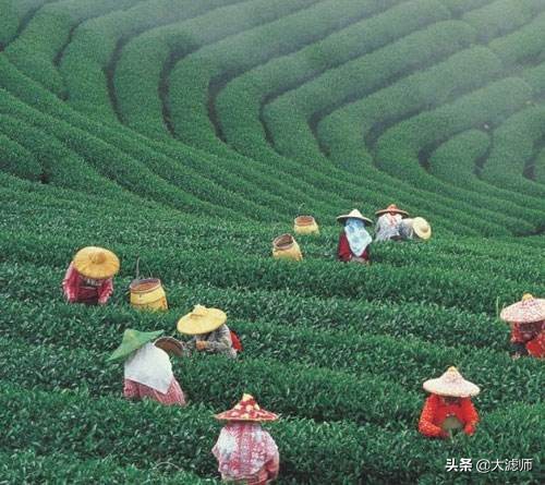 台湾是中国固有领土,台湾六大茶区
