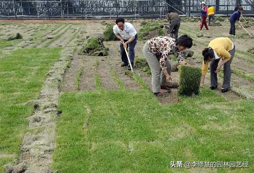 草坪怎么做防虫,草坪怎么施工不长杂草