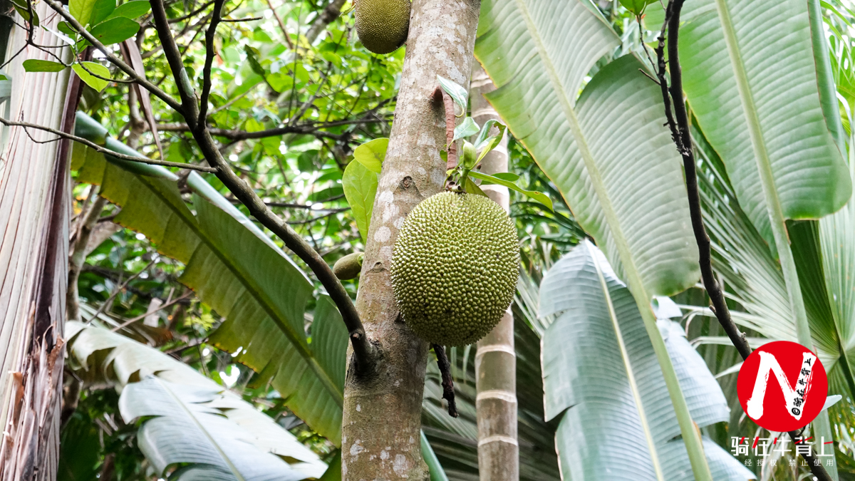三亚呀诺达热带雨林文化区简介,三亚呀诺达热带雨林开业了吗