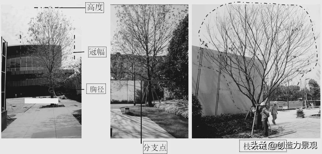 如何对植物进行管理,植物苗期管理视频