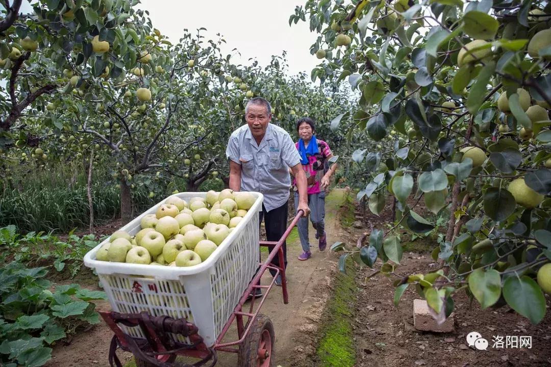 洛阳向全球推介,洛阳向世界发出邀请