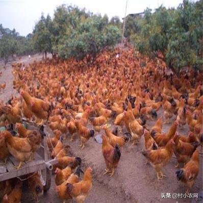 农村养什么发财致富的好项目,农村养什么投资小又挣钱