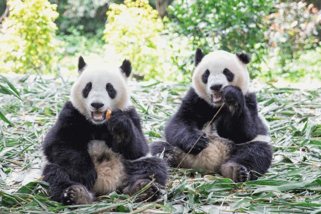 去哪里买长隆的票最划算,节假日游长隆如何少排队