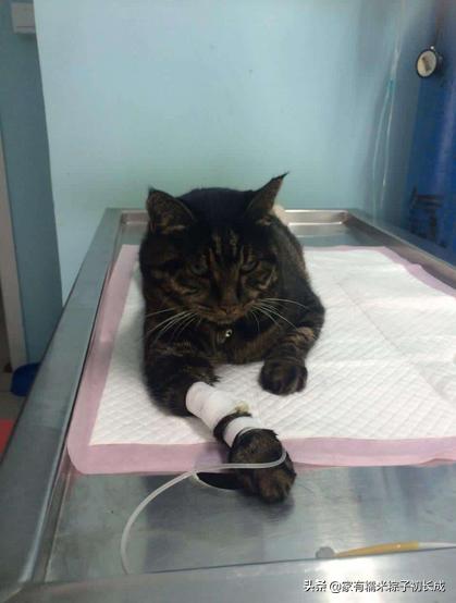 猫咪呕吐不吃饭没精神吃什么药,猫咪呕吐黄色的液体是怎么回事