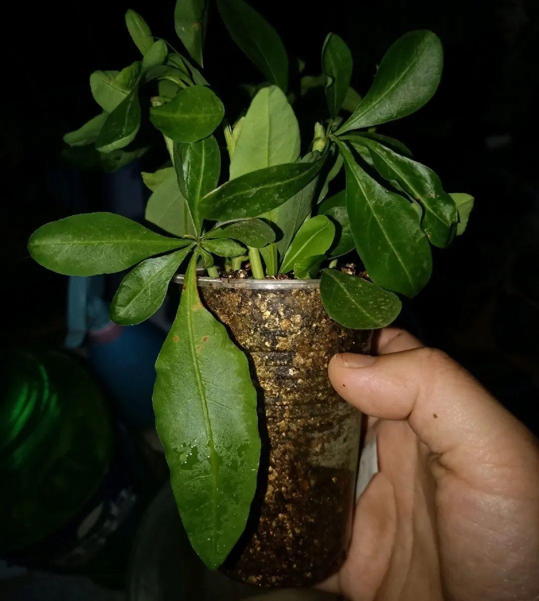 扦插花的快速生根法,哪些花卉可以用扦插的方法插活