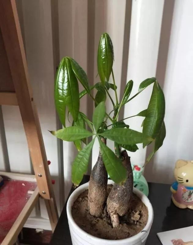 发财树叶子喷啤酒黄了,发财树黄叶喷桔子皮水可以吗