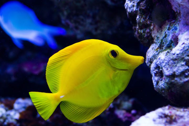 如何开始养珊瑚,新手养珊瑚方法