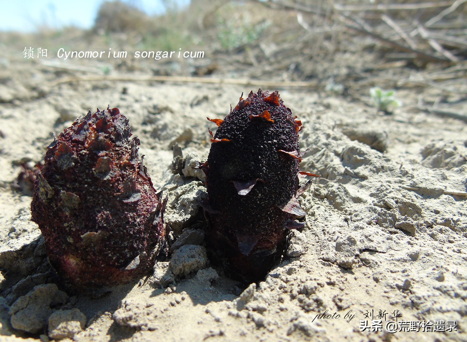 锁阳的寄生植物,荒漠寄生植物锁阳
