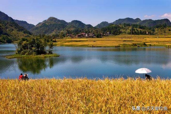 秋季钓鲫鱼顿口不上鱼,秋季钓鲫鱼为什么钓不到