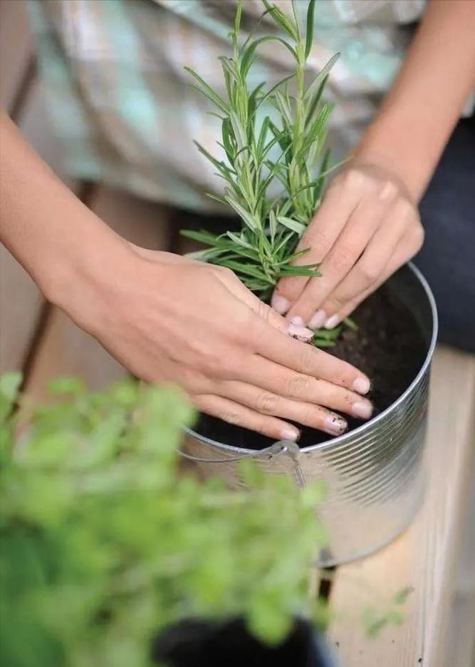 养死绿植的主要原因,绿植养护常见疾病及处理方法