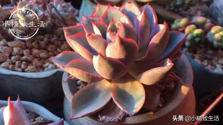 多肉植物掉叶是何原因,多肉植物最近有部分掉叶是何原因