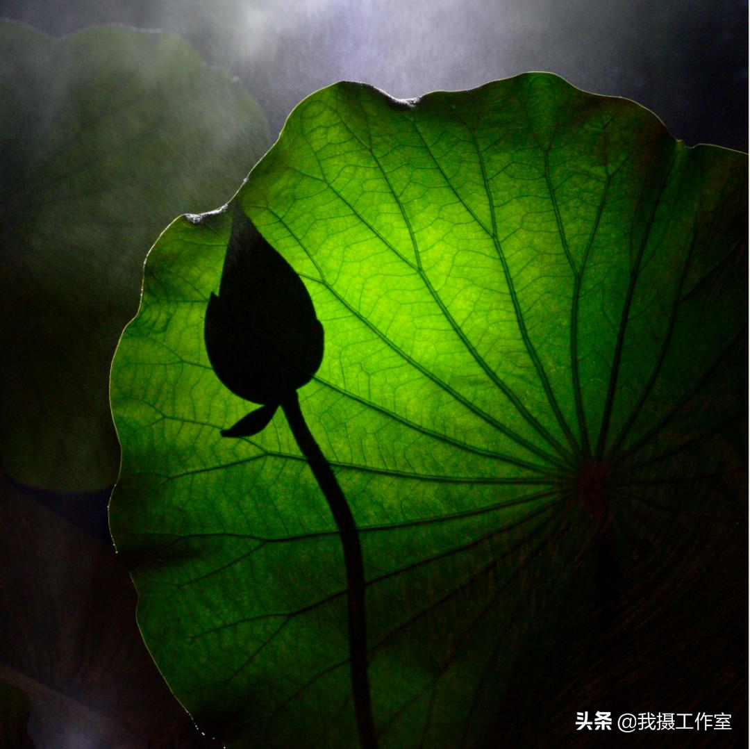 第16届国际摄影艺术展获奖作品,第29届全国摄影艺术展览作品集