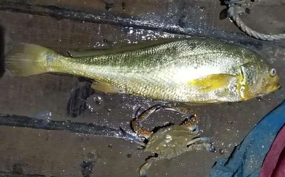 渔民捕捞近5000斤野生大黄鱼,浙江捕获野生大黄鱼