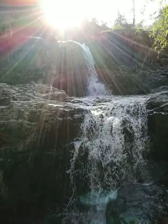 温州秋冬的银杏树确实美,温州最原生态银杏