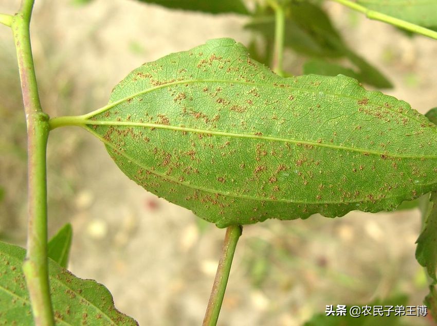红枣树黄叶死树怎么办,红枣树膨果技术与管理