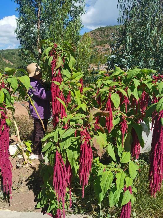 鬼哥的五万里D86丽江和大理哪个是你的菜（祥云县-南华县）