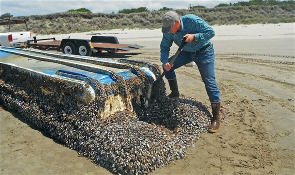 7次逼停核电站,每年花5亿美元治理,小小的贻贝如何坑惨美国?