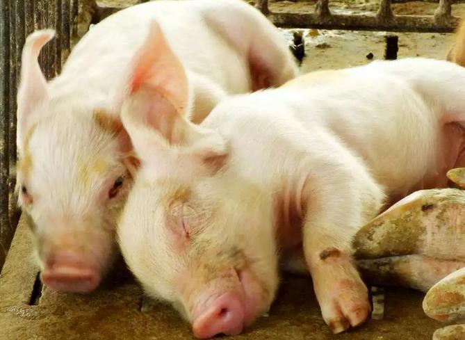 刚断奶的小猪拉稀怎么办,小猪没断奶拉稀断奶后不拉稀