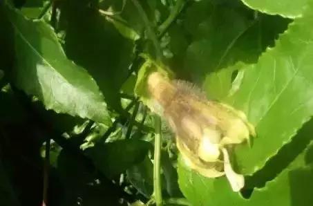 百香果的七大病害图解,百香果病害图谱及防治