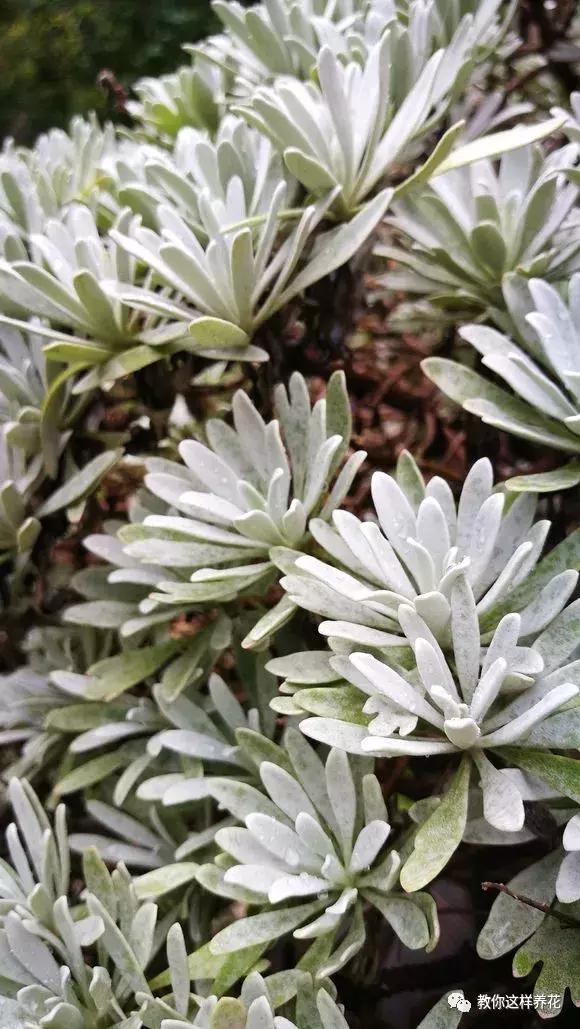 屋里阴冷适合养什么花,密封房间养什么花去味