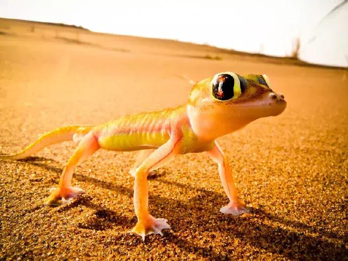 一半是沙漠一半是大海的地方,一半海水一半沙漠的地方