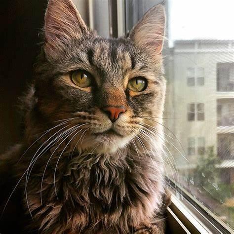 猫咪绝育和不绝育的利弊,辟谣猫咪并非黑夜都能看得清