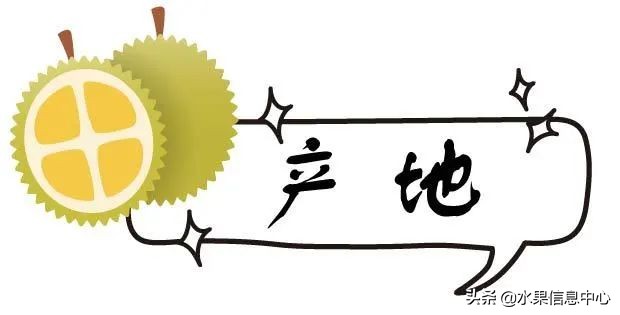 托曼尼猫山王榴莲价格,泰国托曼尼榴莲和猫山王区别