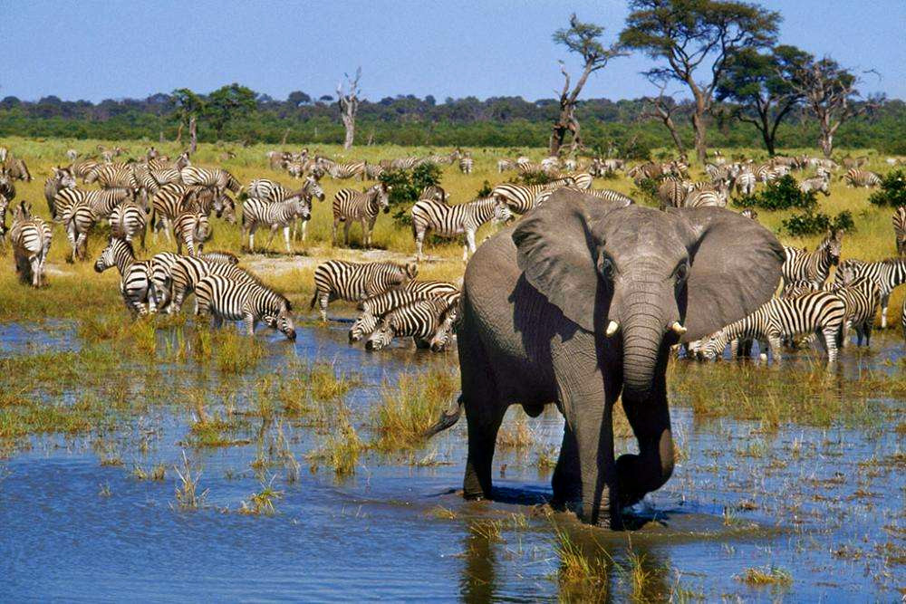 地球氧气之母毒杀非洲数百头大象？非洲大象离奇死亡谜底揭开