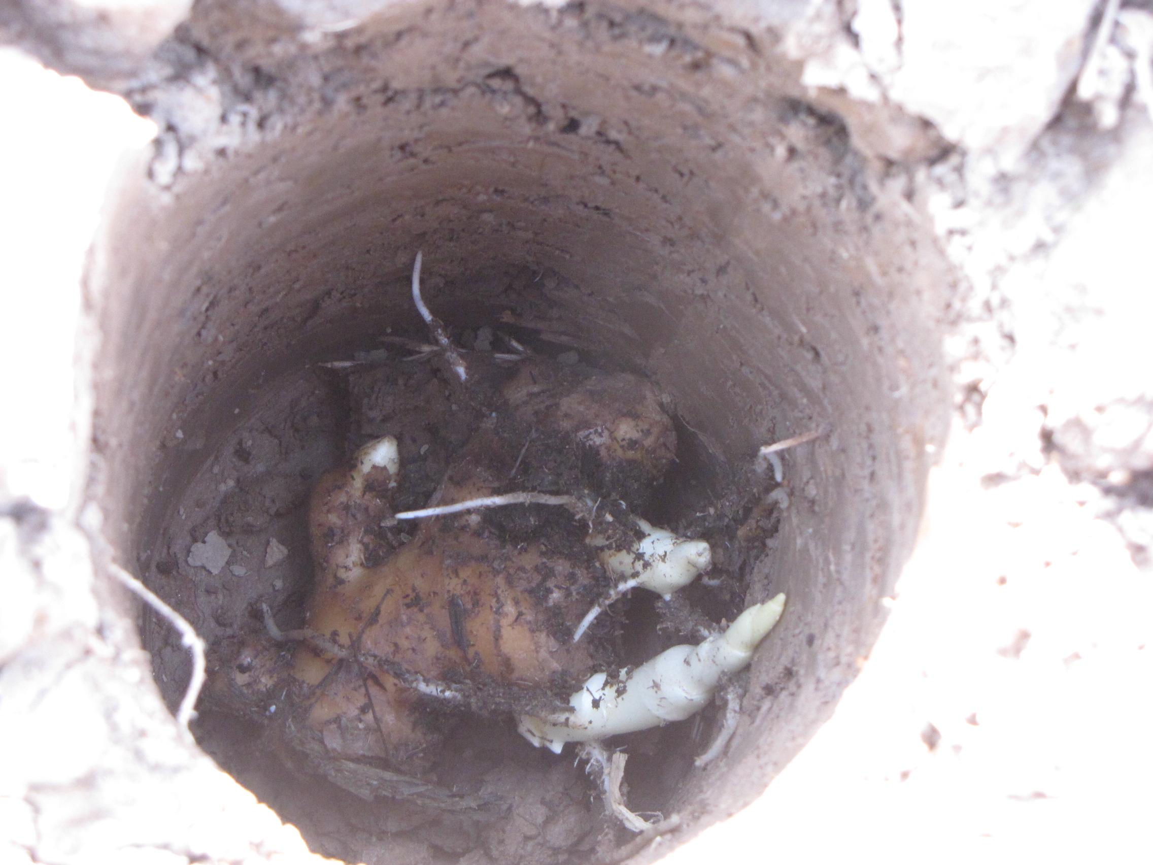 生姜撬窝种植有哪些优势,生姜撬窝种植多大直径