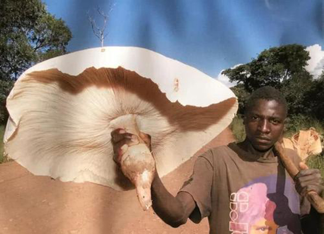 被上帝认为不洁的蘑菇，凭什么能“纵横”于神州大地？