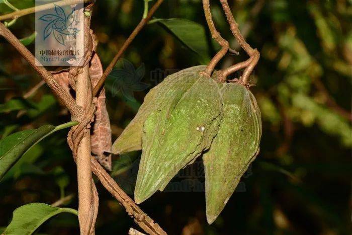 云南带毒的美食,云南带菌的美食