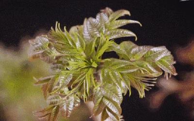 春日小野菜*戏调**指南