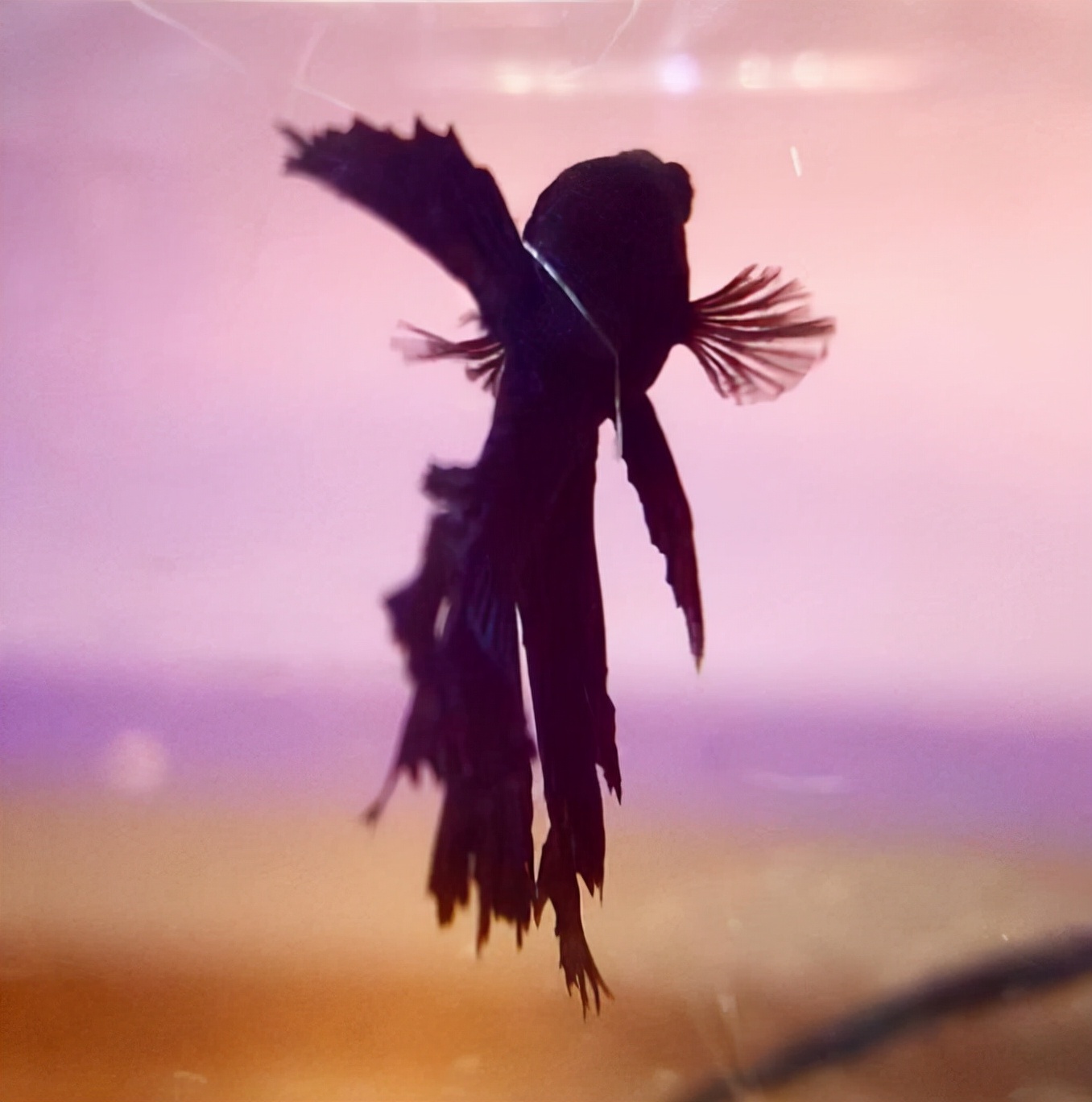 外国女子救下崩溃男子,外国女生救斗鱼