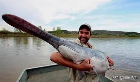 三亿年前的鸭嘴鱼,鸭嘴兽几千万年前