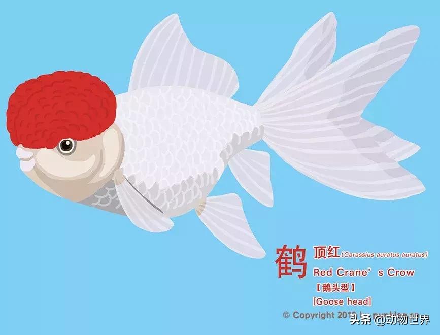 金鱼品种介绍之龙睛高头,金鱼狮子头品种图片大全集