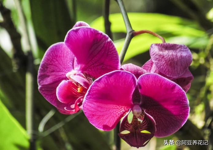 兰花烂根黑腐怎么处理,兰花黑腐